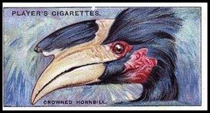 22 The Crowned Hornbill